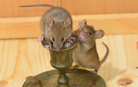 mice on a candlestick in a home