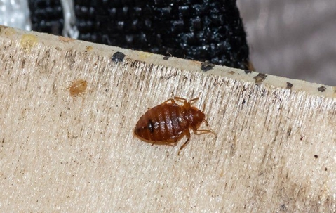 close up of a bed bug