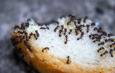 ants on a piece of bread