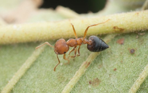 an ant on a leaf