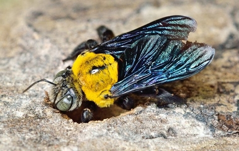 large carpenter bee burrowing