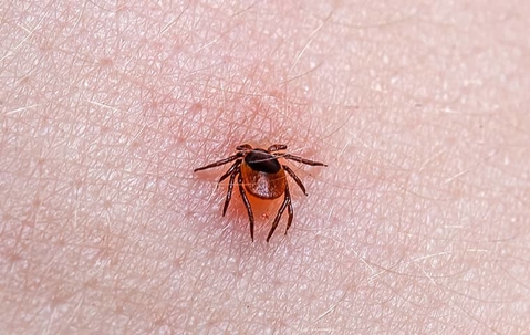 tick on human skin