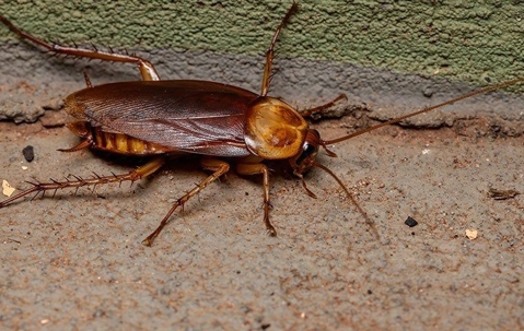 close up of a cockroach