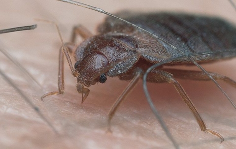 extreme close up of a bedbug on skin