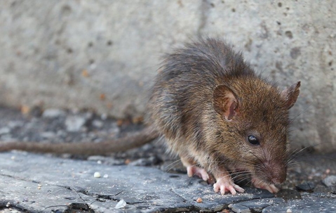 rodent on the concrete
