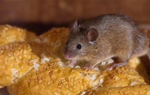 cute little mouse on a piece of bread