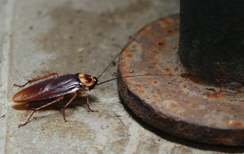 close up of a cockroach