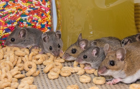 mice in a pantry eating cheerios