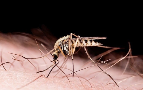close up of mosquito on human skin