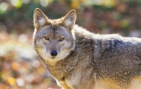 coyote up close