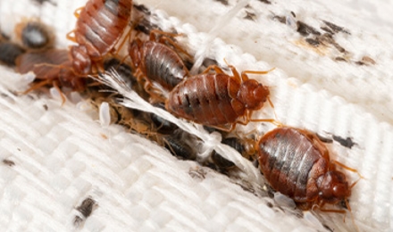 Bed Bug Control