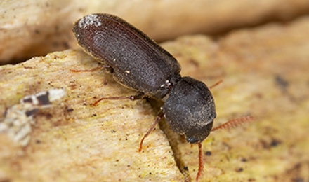 Powderpost Beetle Elimination