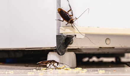 Cockroach Elimination