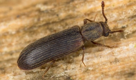 Powderpost Beetles