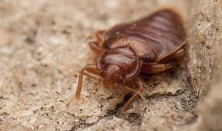 Bed Bugs