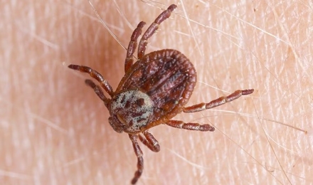 Ticks