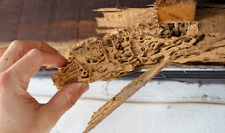 Termite Elimination