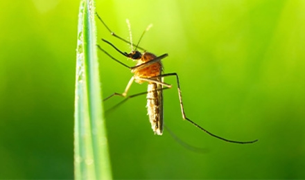 Tick & Mosquito Elimination