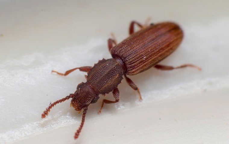 Pantry Pest