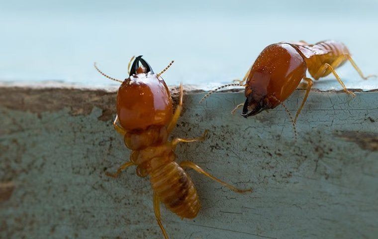 Termite